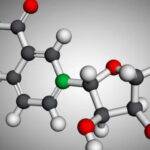 Vitamine B6 pyridoxine et biosynthese du NAD+