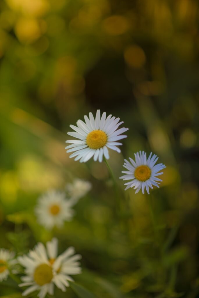 Fleurs de camomille, source végétale la plus concentrée en apigénine